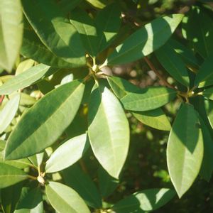 ハオルチア,多肉植物,観葉植物,塊根植物,サボテン科の画像