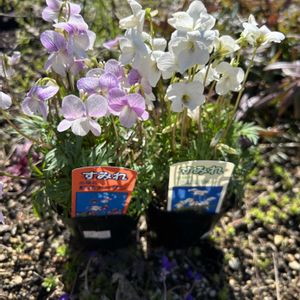 クリスマスローズ,ブラックレースフラワー,すみれ,ラナンキュラスラックス　ディーバ,ナチュラルガーデンの画像