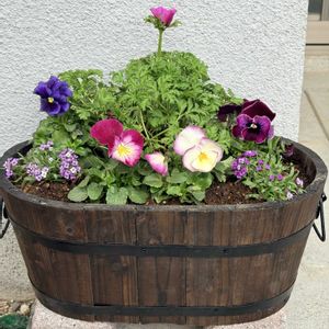 アネモネ,パンジー,癒し,お花の寄せ植え,多肉植物のある暮らしの画像