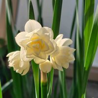 水仙,開花,白い花,八重咲き,うれしい！の画像