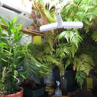 ドラセナ・サンデリアーナ,キンモウコウ,ジオ・ゴールデン・ボバイン,観葉植物,シダ植物の画像