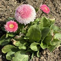 デージー,花壇,いつもありがとう♡,種から,肥料の画像