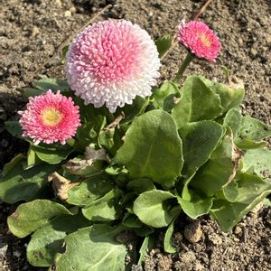 デージー,花壇,いつもありがとう♡,種から,肥料の画像