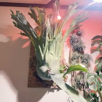 ビカクシダ,ビカクシダ ワンダエ,謎のビカクシダ,観葉植物,成長記録の画像