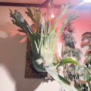 ビカクシダ,ビカクシダ ワンダエ,謎のビカクシダ,観葉植物,成長記録の画像