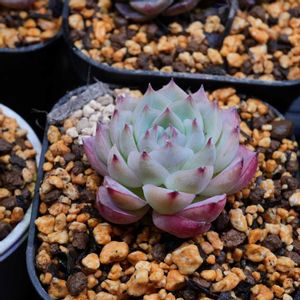 エケベリア,多肉植物,多肉男子,名前が分からなくなった,リビング・ダイニングの画像