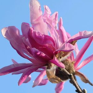 コブシ,虹の玉,プロリフィカ,レッドベリー,房咲き水仙の画像