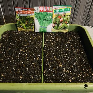 サラダミックス,中葉春菊,アジアンミックス,イタリアンミックス,種まきの画像