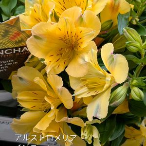 アルストロメリア,アルストロメリア,アルストロメリア,アルストロメリア,ルピナスの画像