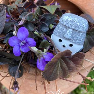 可愛い〜♡,季節の花,咲きました,おきにいり,今日のお花の画像