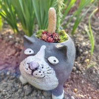 サボテン,寄せ植え,多肉植物,大好き,多肉植物とサボテンの画像