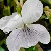 クリスマスローズ,スイセン,スミレ,ローズマリー,アリアケスミレの画像