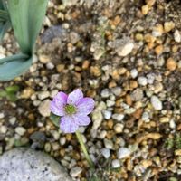 雪割草,地植え,山野草,春のお花の画像
