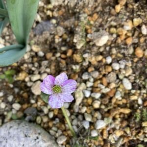 雪割草,地植え,山野草,春のお花の画像