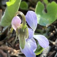 スミレ,スミレ,アオイスミレ,山野草,今日の一枚の画像