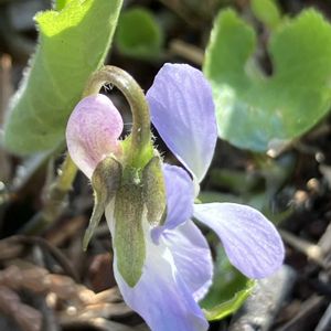 スミレ,スミレ,アオイスミレ,山野草,今日の一枚の画像