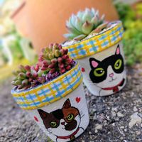 オーロラ,桃太郎,多肉植物,大好き,多肉寄せ植えの画像