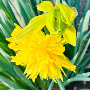 八重咲きスイセン,八重咲きスイセン,癒し,通り道,花のある暮らしの画像