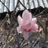 シデコブシ（四手辛夷）,地植え,我が家の庭,かわいい花,春の訪れの画像