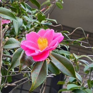 サザンカ,山茶花(さざんか）,鉢植え,今日の一枚,玄関アプローチの画像