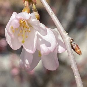 サクラ,暖かい日,お出かけ先の画像