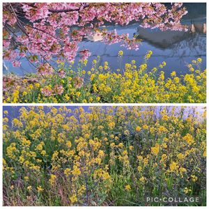 スイセン,菜の花,カワヅザクラ,いつもありがとう♡,さくら 桜 サクラの画像
