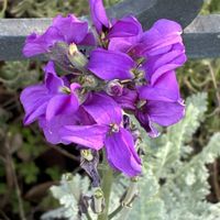 クリスマスローズ,ストック,ナノハナの画像