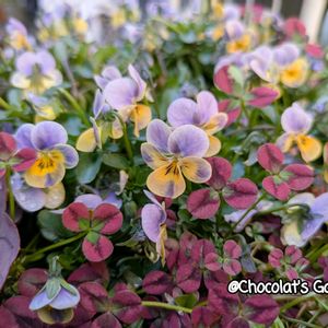 パンジー・ビオラ,ビオラ,ガーデニング,花のある暮らし,おうち園芸の画像