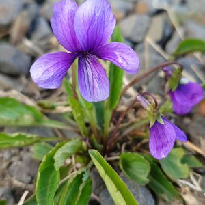 スミレ,山野草,散歩中,今日のお花,お出かけ先の画像