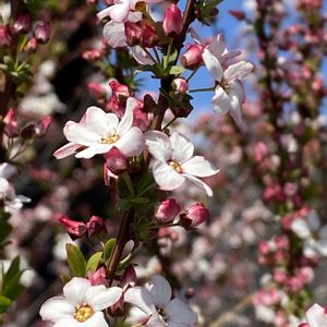 ピンクユキヤナギ,暖かい日,お出かけ先の画像