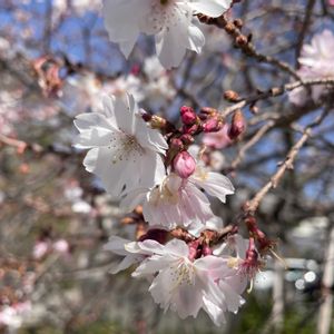 御会式桜,椿(ツバキ),１０月桜(御会式桜),寒咲菖蒲（かんざきあやめ）,妙蓮寺椿の画像