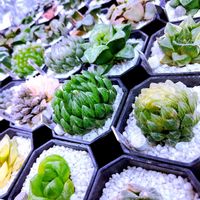 ハオルチア,ハオルチア オブツーサ,多肉植物,ハオルチア属,多肉大好きの画像