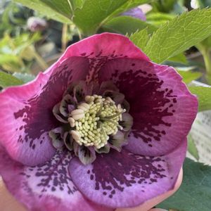 クリスマスローズ,花のある暮らし,お花大好き♡,広瀬園芸,クリスマスローズ大好きの画像