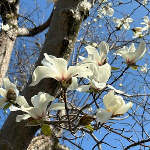 コブシ,癒される,青空,素敵,お出かけ先の画像