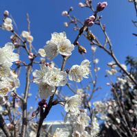 ラッキョウ,暖地さくらんぼ,紙コップ,武器ではなく花を,にんにく植えよう会の画像