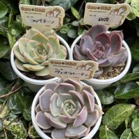 チリピンキー,多肉植物,多肉大好き,多肉中毒,多肉のある暮らしの画像