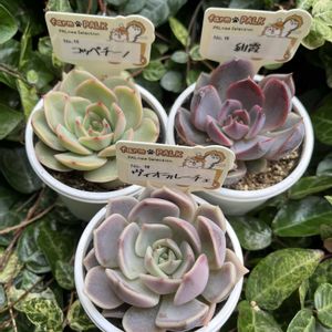 チリピンキー,多肉植物,多肉大好き,多肉中毒,多肉のある暮らしの画像