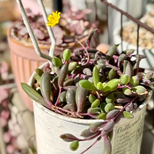 ルビーネックレス,多肉植物,緑のある暮らし,成長が楽しみ,ベランダの画像