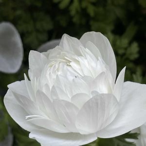 アネモネ,スズランエリカ,エンジェルウイング,ベランダガーデン,シェードガーデンの画像