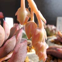 ザラゴーサエッジ,紅葉する多肉,多肉の花芽,多肉の爪が好き♡,ザラゴーサエッジ　たなばたの画像