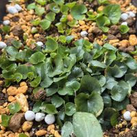 ガーベラ,スミレ,つぼみ,キラキラ✨,今日のお花の画像