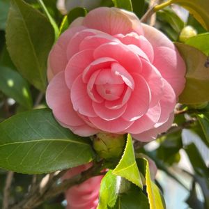 乙女椿,お出かけ先の画像