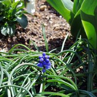 ムスカリ,秋植え球根,花びら,春咲き球根,蕾 つぼみの画像