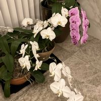 胡蝶蘭,部屋の中,リビング窓辺,リビング・ダイニングの画像