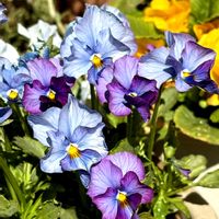 ハボタン,胡蝶の舞,ビオラ,ムラサキカタバミ,今日のお花の画像