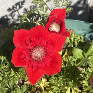 ビオラ,ラナンキュラスラックス　リュキア,アネモネ・アンアリス,ミヨシのクリスマスローズ オーロラプリマドレス,アネモネ・コロナリア・フローレプレノの画像