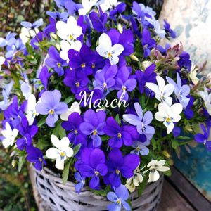 ビオラ,寄せ植え,可愛い,庭の花,癒しの画像