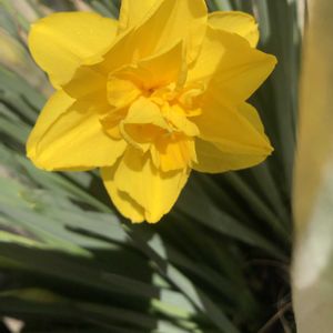 花のある暮らし,花いろいろ,楽しく暮らすの画像