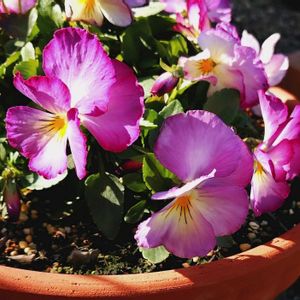 小さな庭の画像