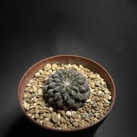 サボテン,エリオシケ,サボテン☆,バルコニスト,エリオシケ属の画像